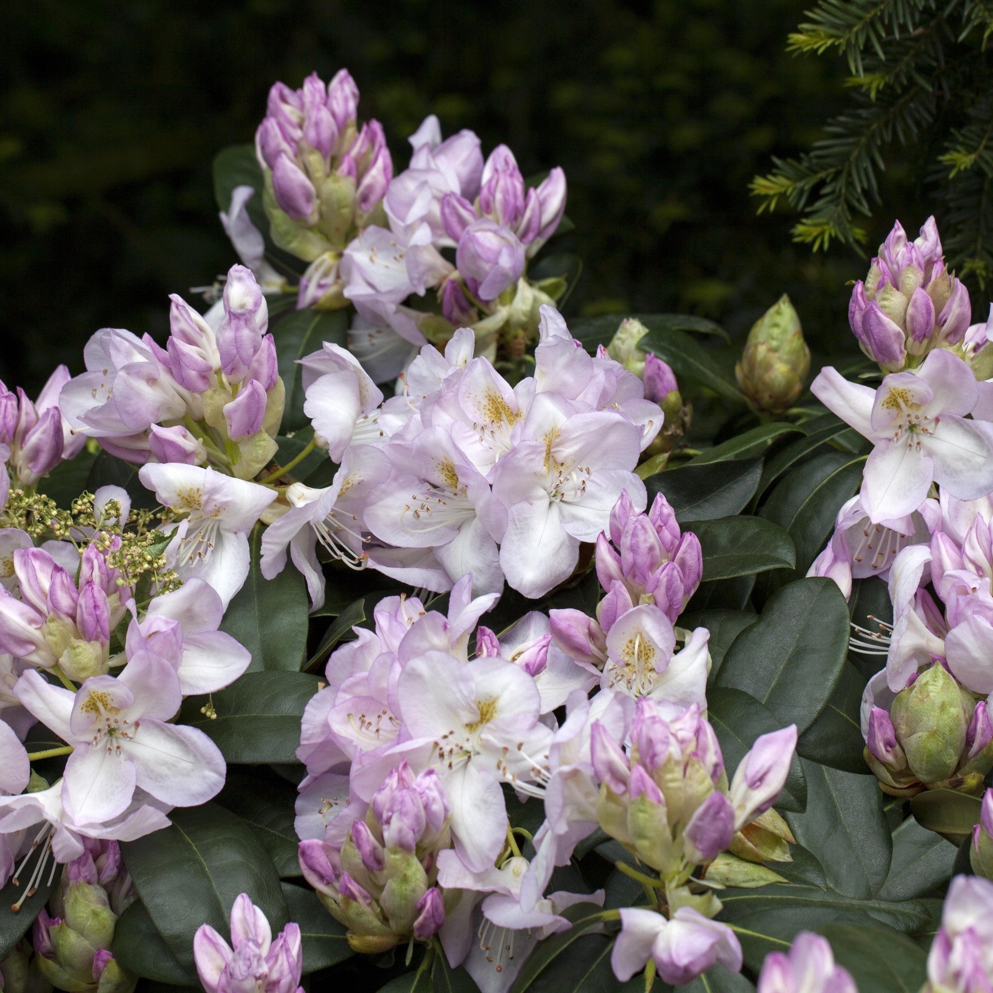 Passend dazu: Rhododendron