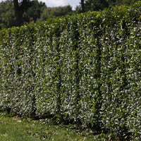 Kirschlorbeer