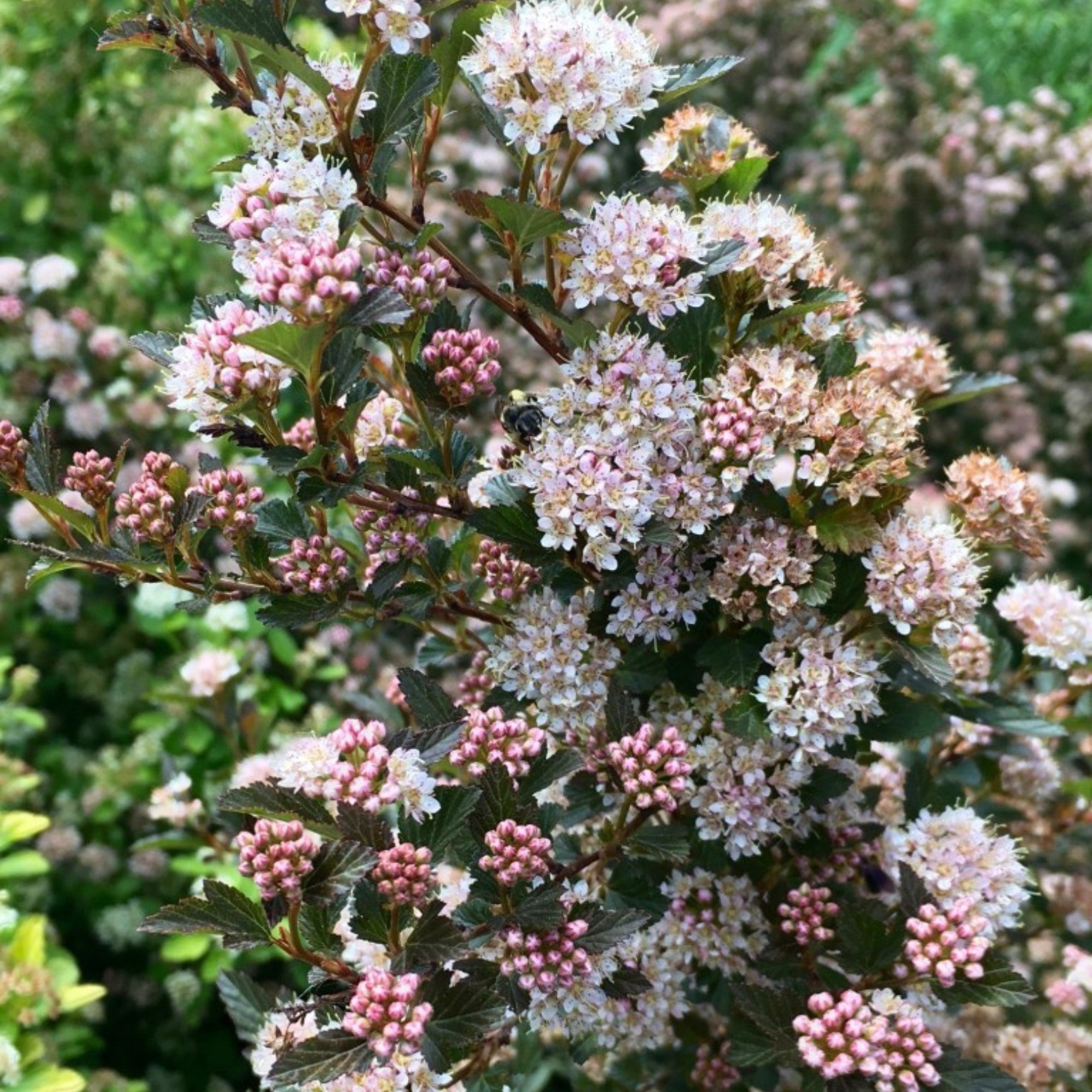 @kopflastigs_garten Peters Auswahl