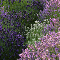 Pflegeleichte Beete