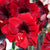 Amaryllis