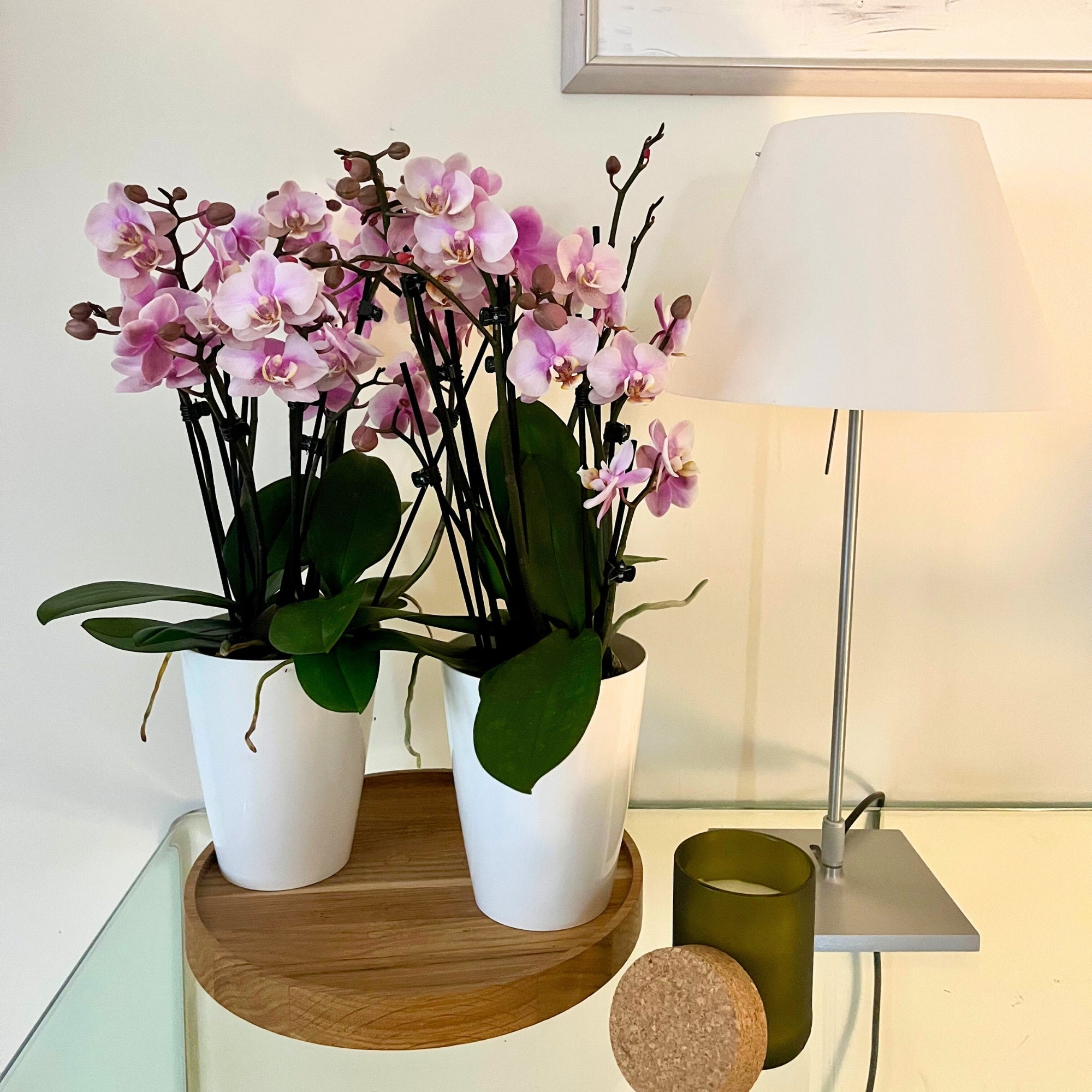 Passend dazu: Orchideen