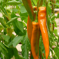 Paprika