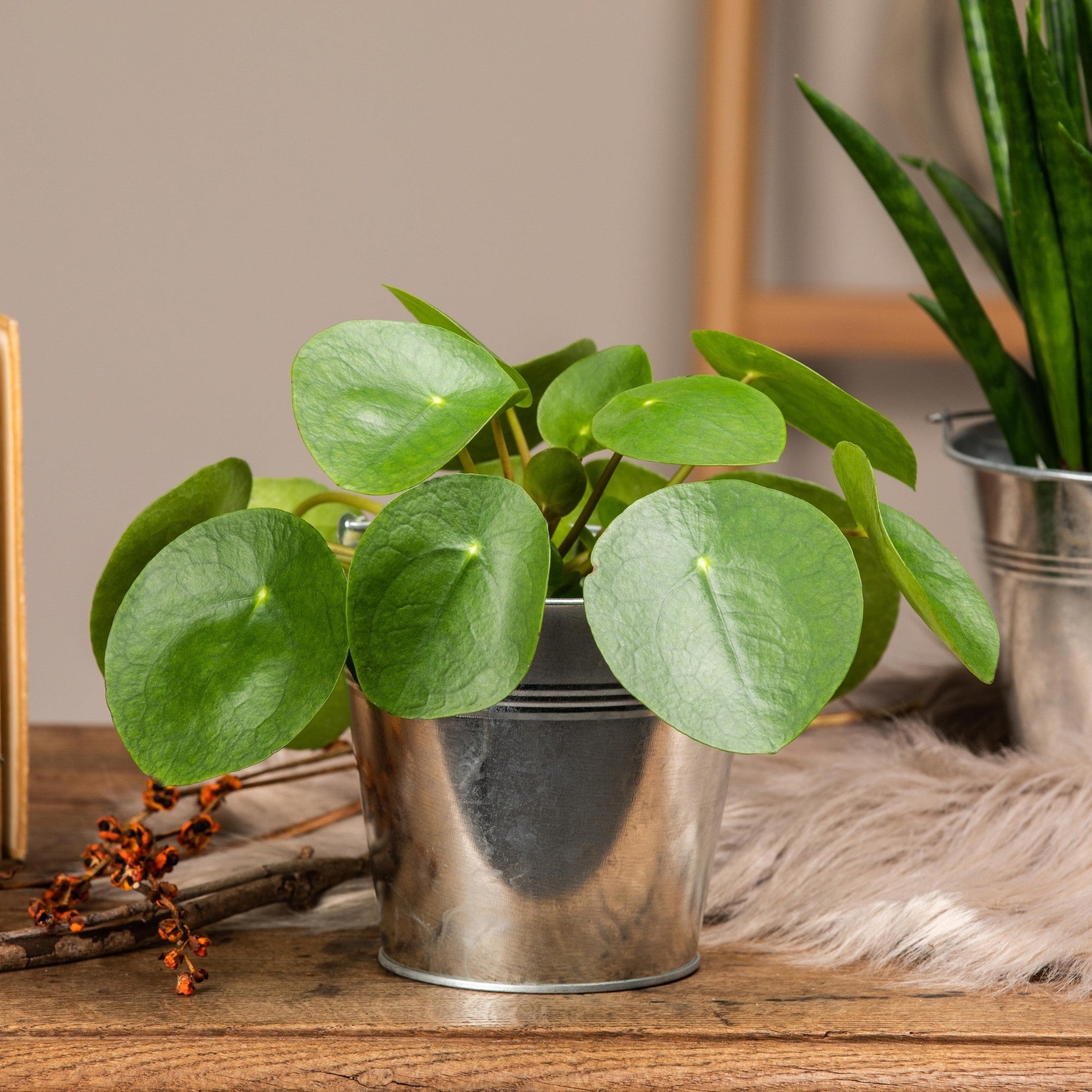 Geschenkidee: Mini-Pflanzen