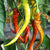 Chili