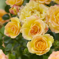 Bodendeckerrosen