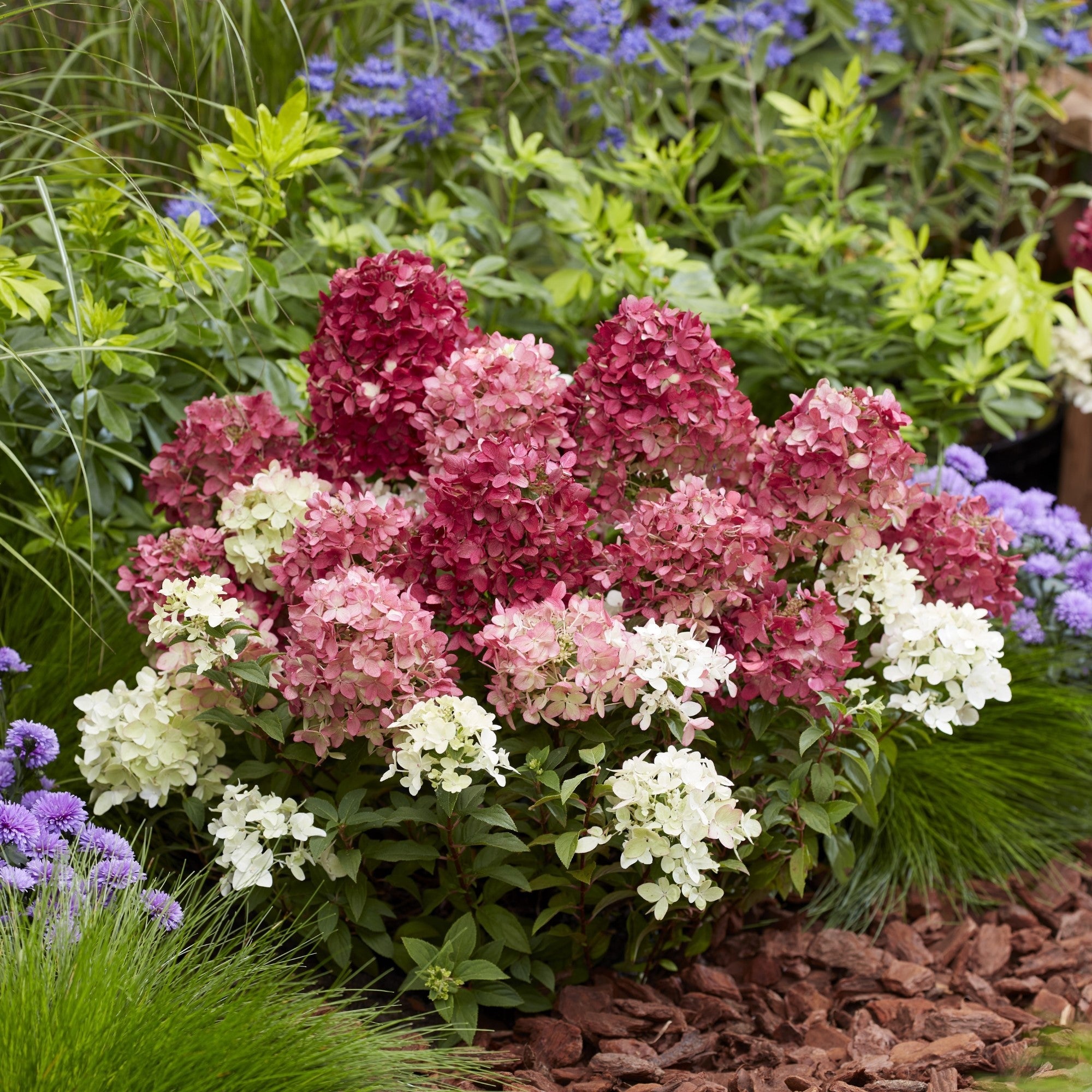 Sommergarten Sommerblüher