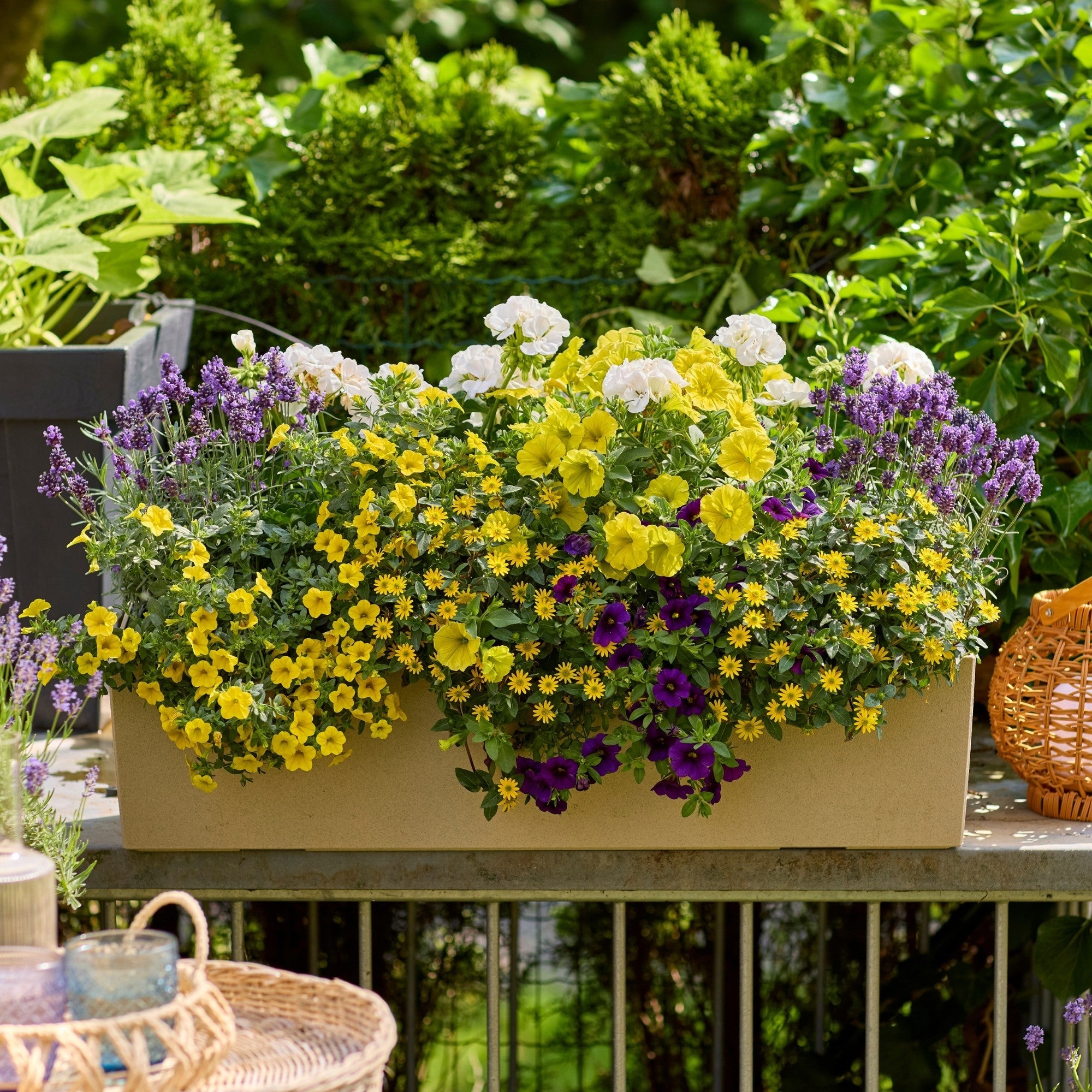 Balkonblumen für die Sonne