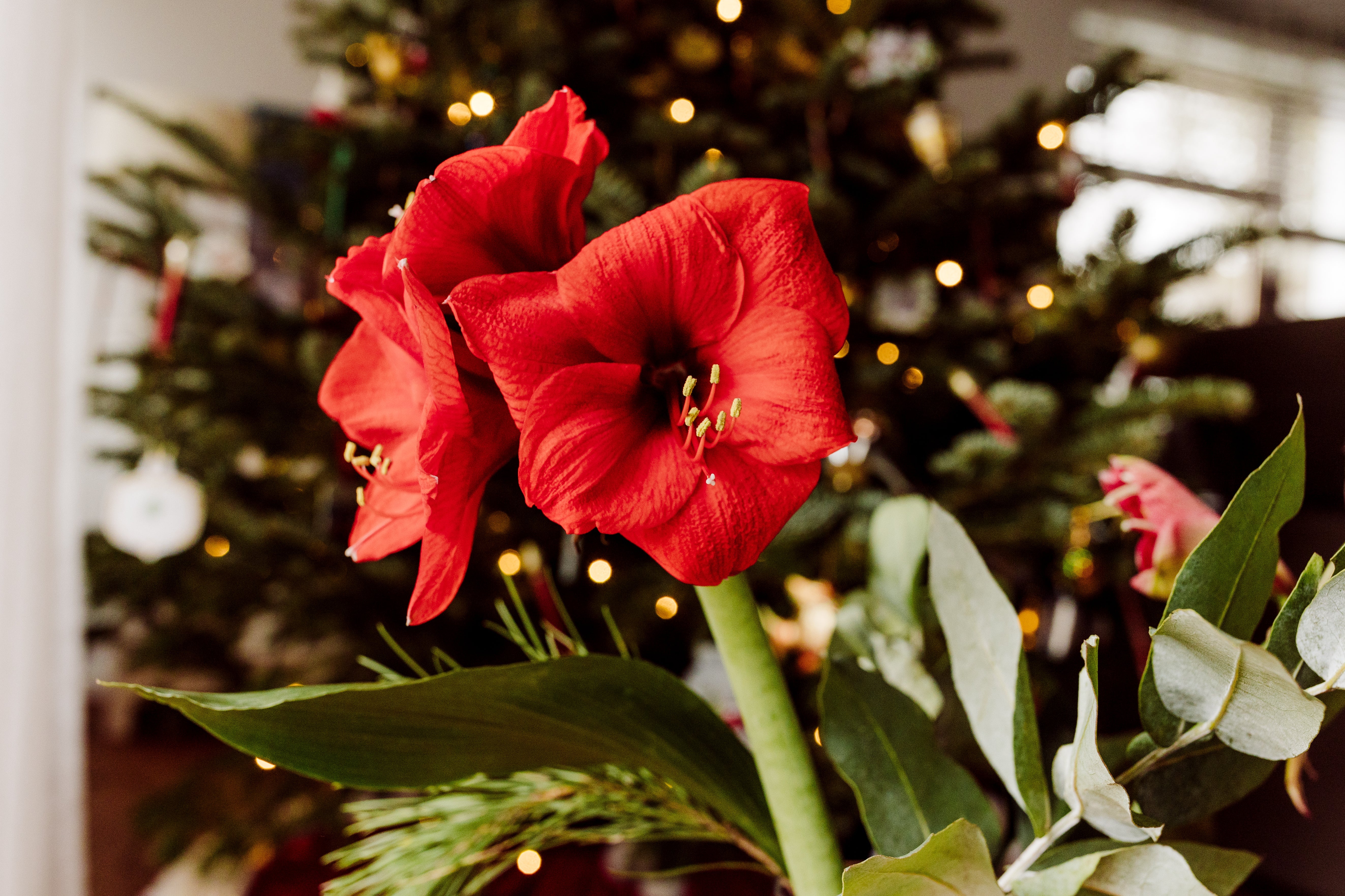 Weihnachtspflanzen