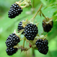 Beeren