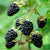 Beeren