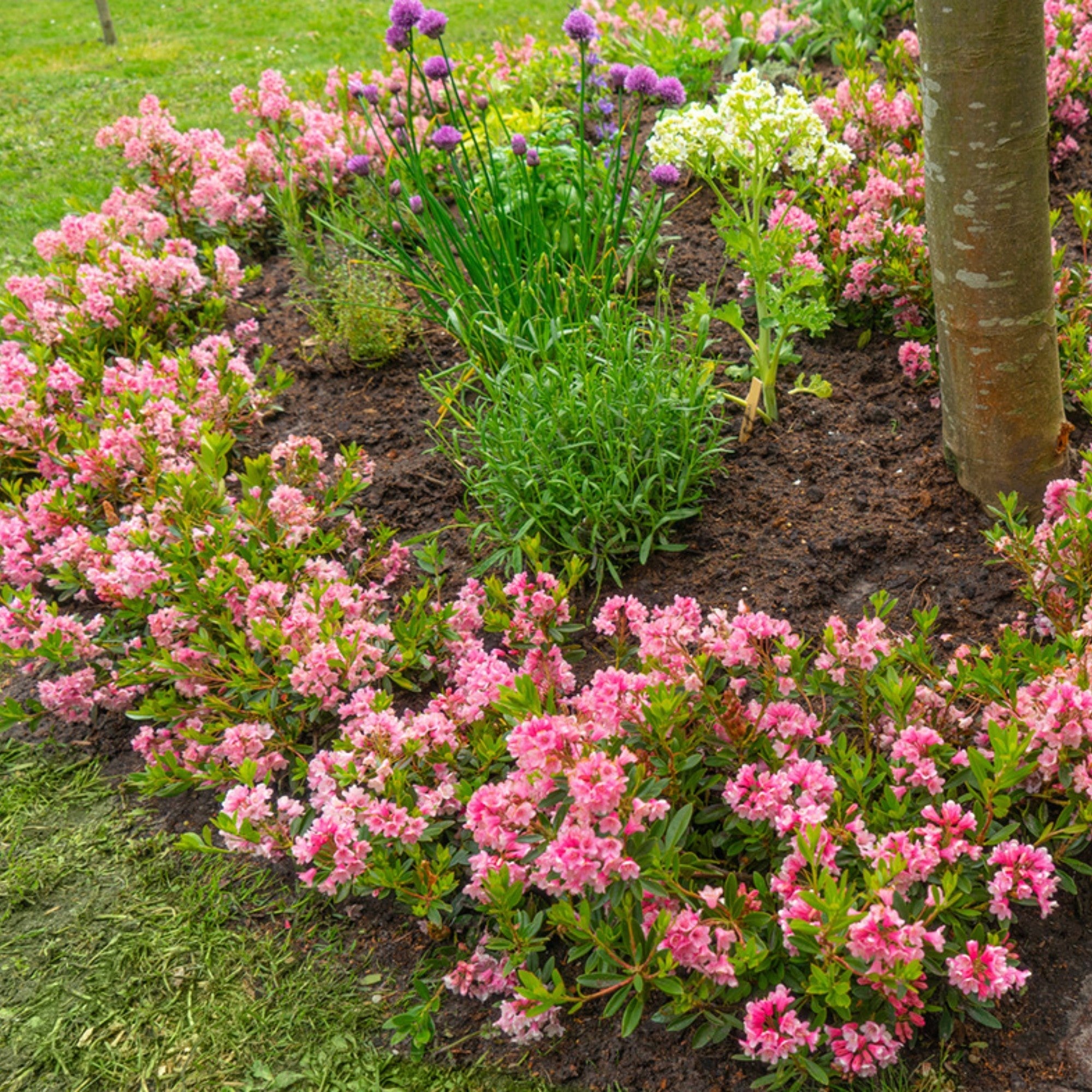 Rhododendronbeete