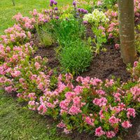 Rhododendronbeete