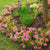 Rhododendronbeete