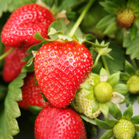 Erdbeeren