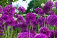 Blumenzwiebeln für Bienen