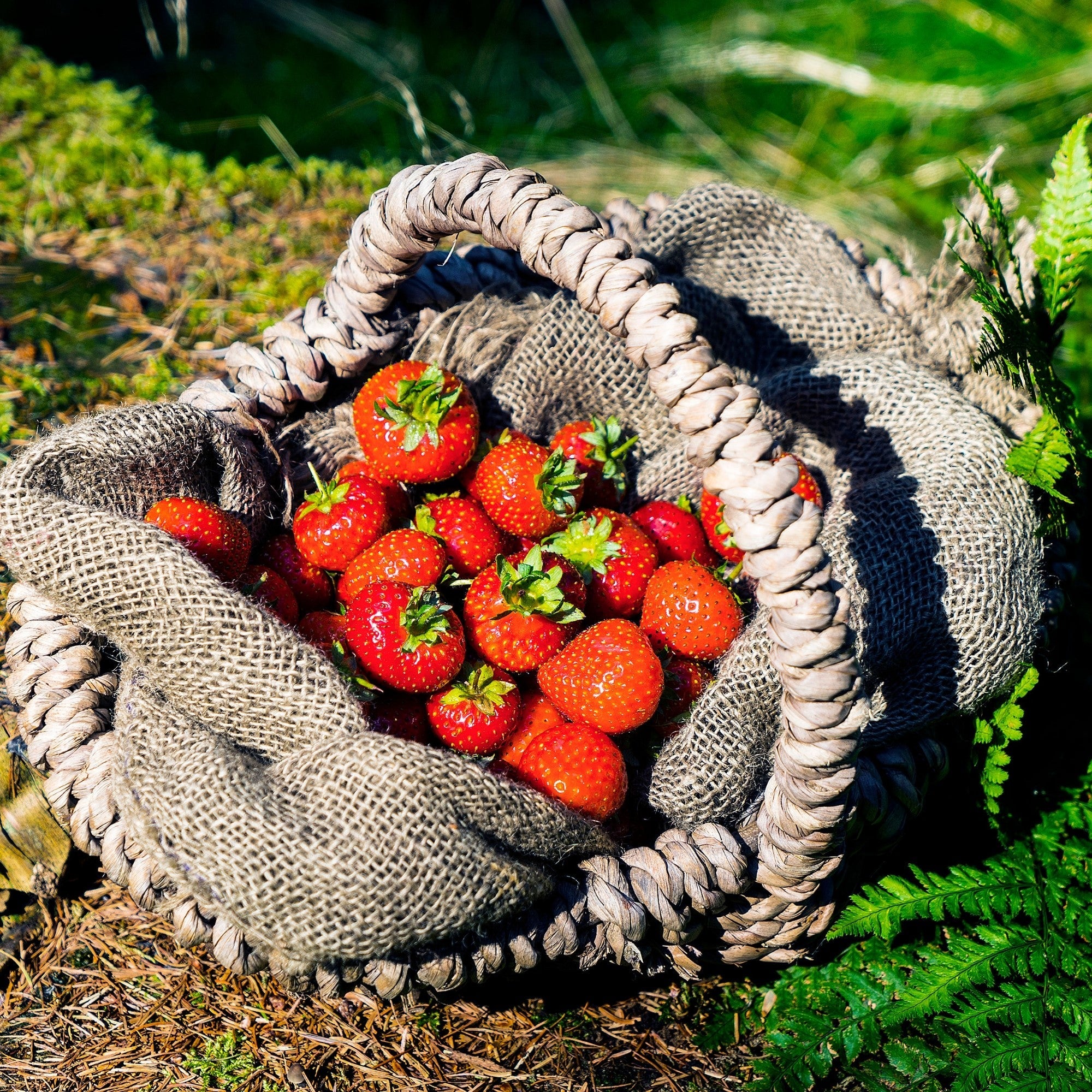 Passend dazu: Erdbeeren