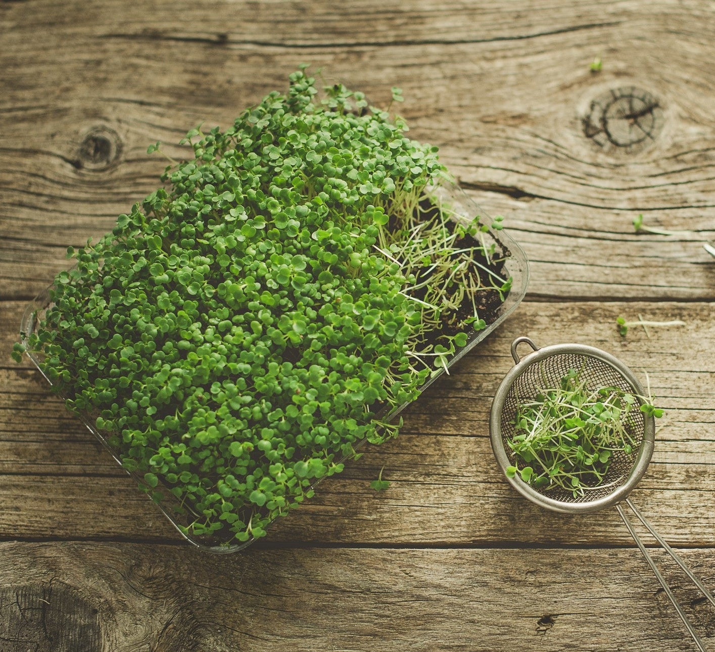 Microgreens