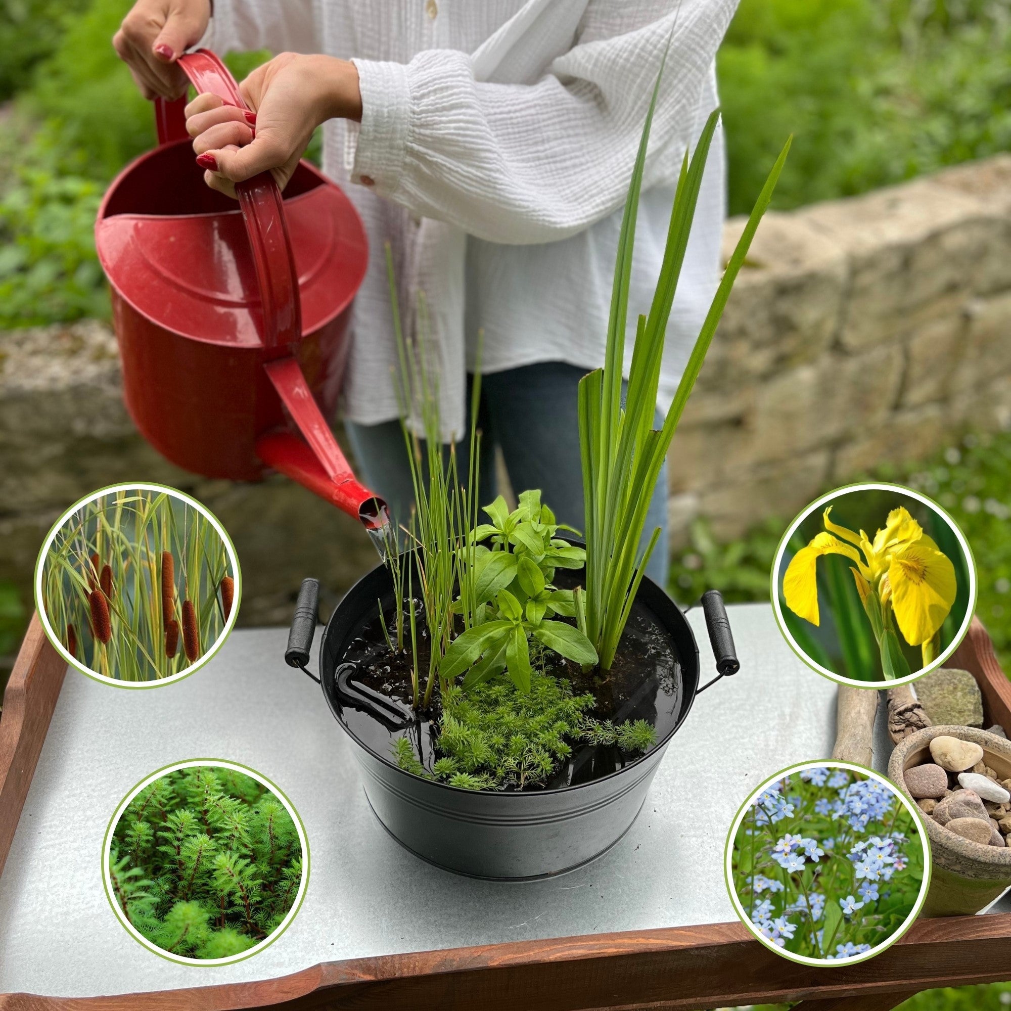 Alicias Empfehlungen: Pflanzen-Sets für den Garten und Balkon