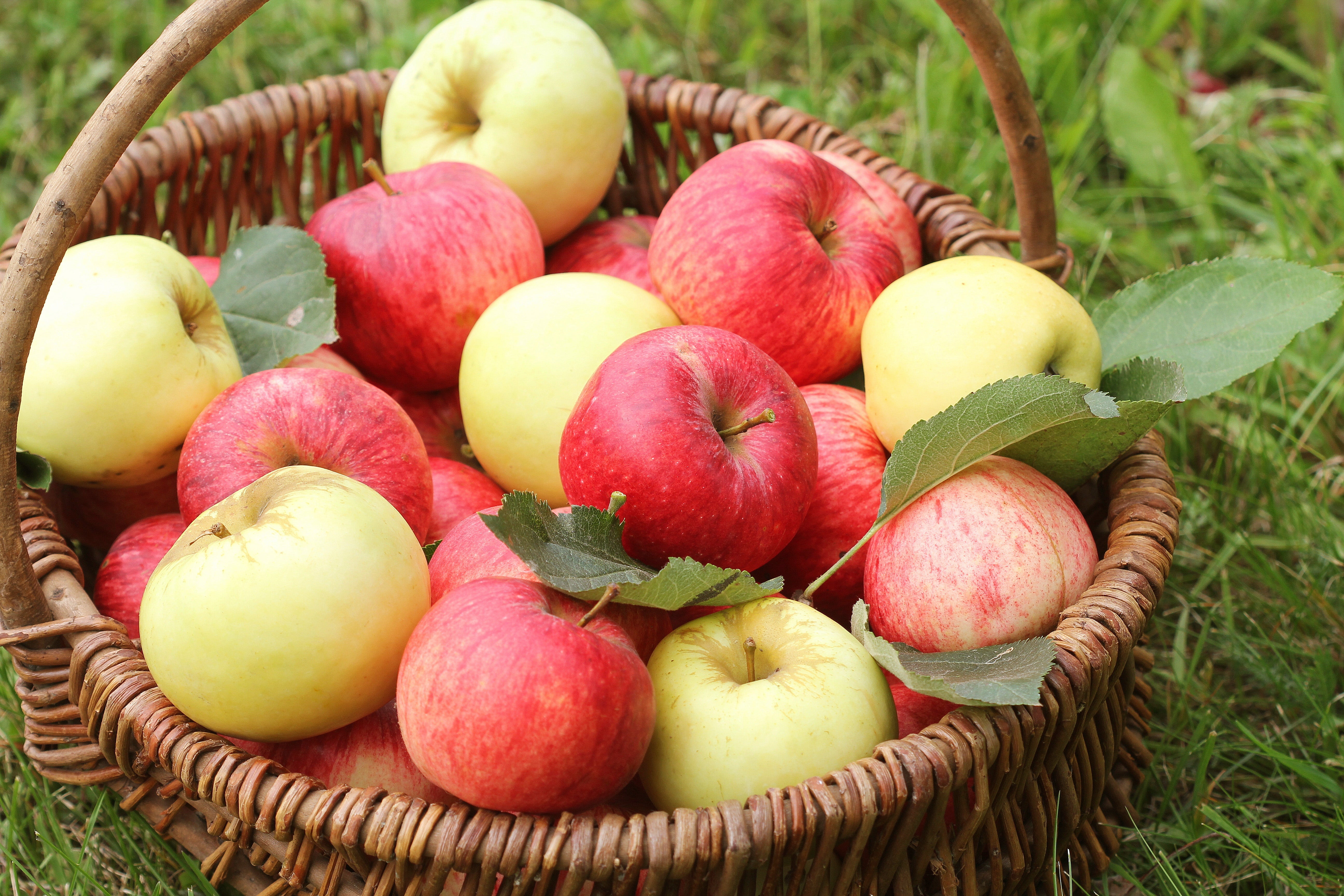 Passend dazu: Obstpflanzen