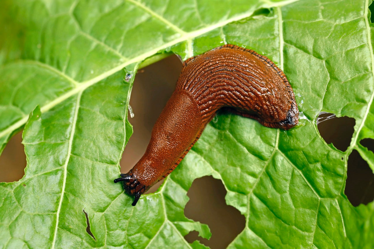 Pflanzen gegen Mücken, Wespen, Schnecken und Co.