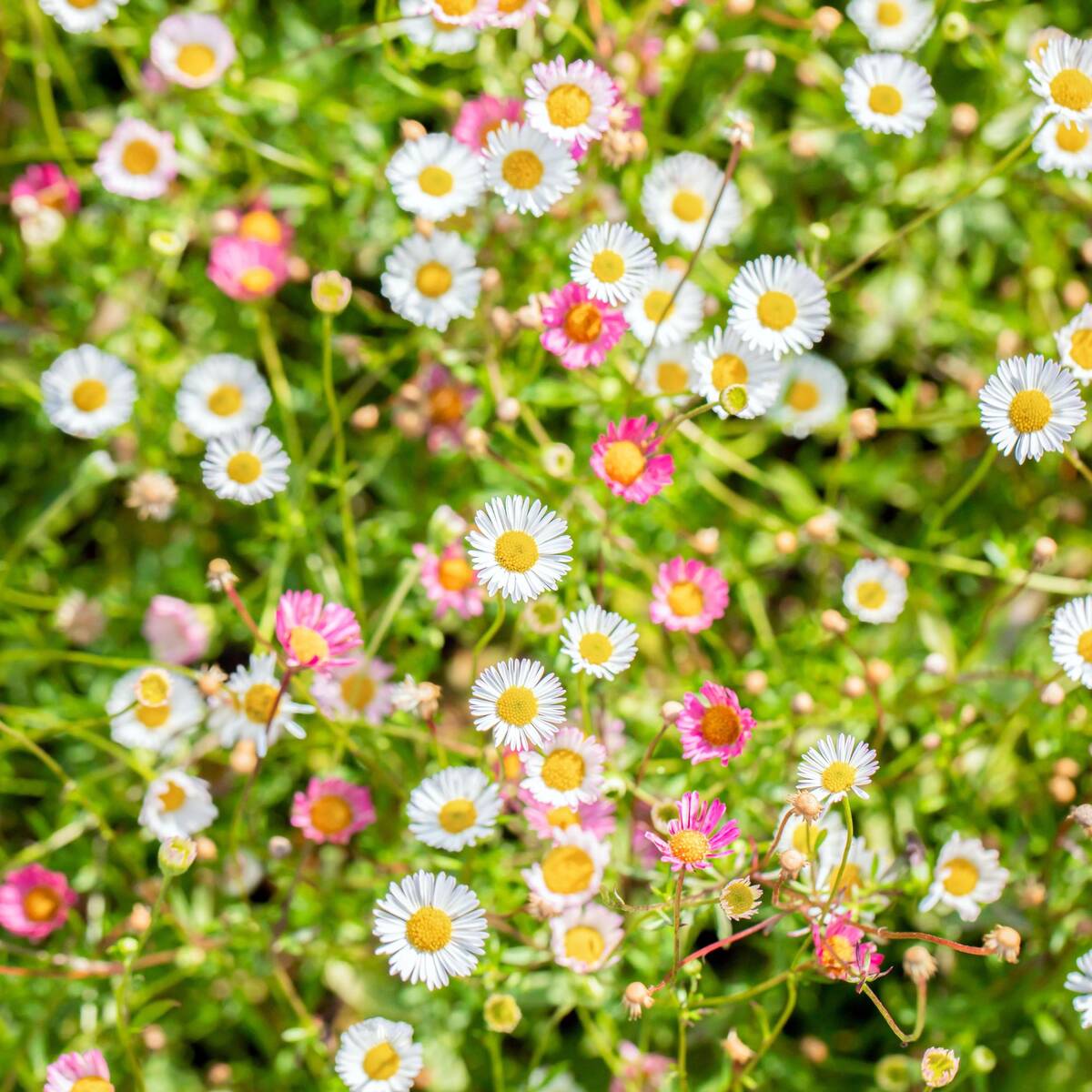Blumensamen