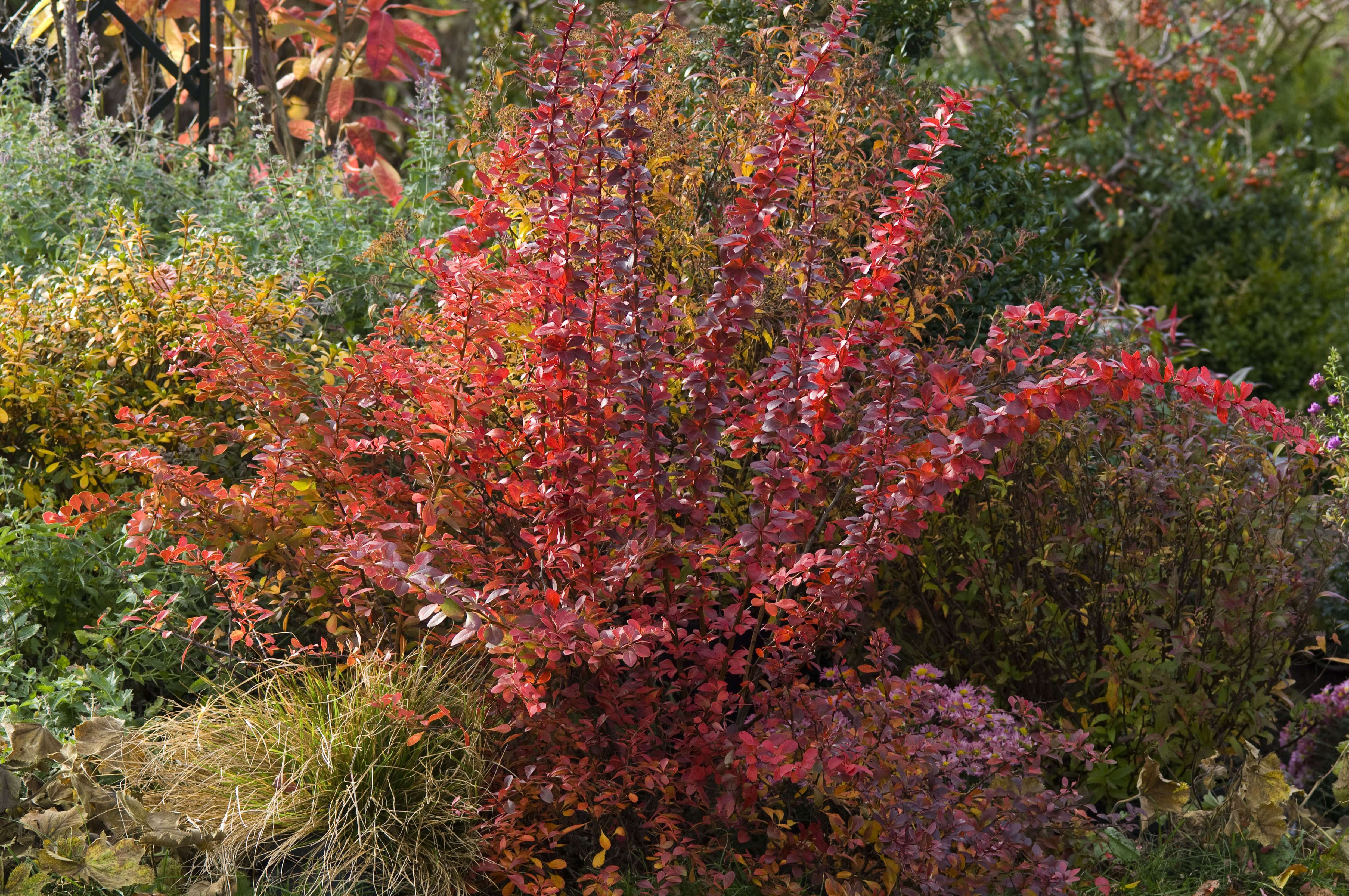 Pflanzen mit Herbstfärbung