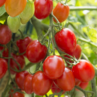 Tomaten