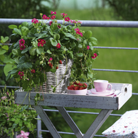 Obstpflanzen für den Balkon