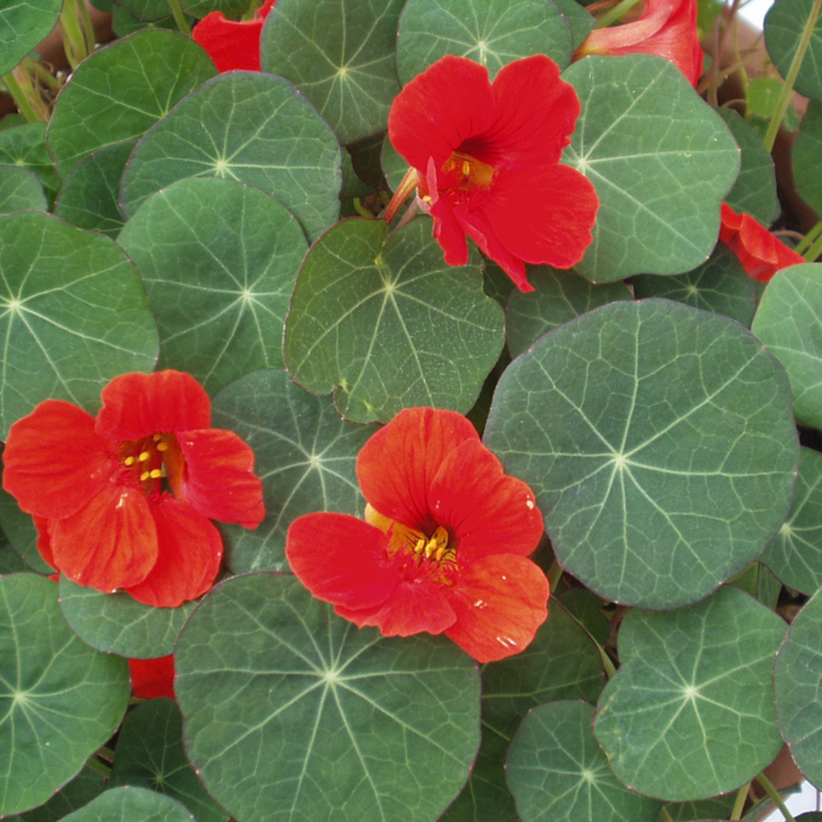 Blumensamen für den Bauerngarten