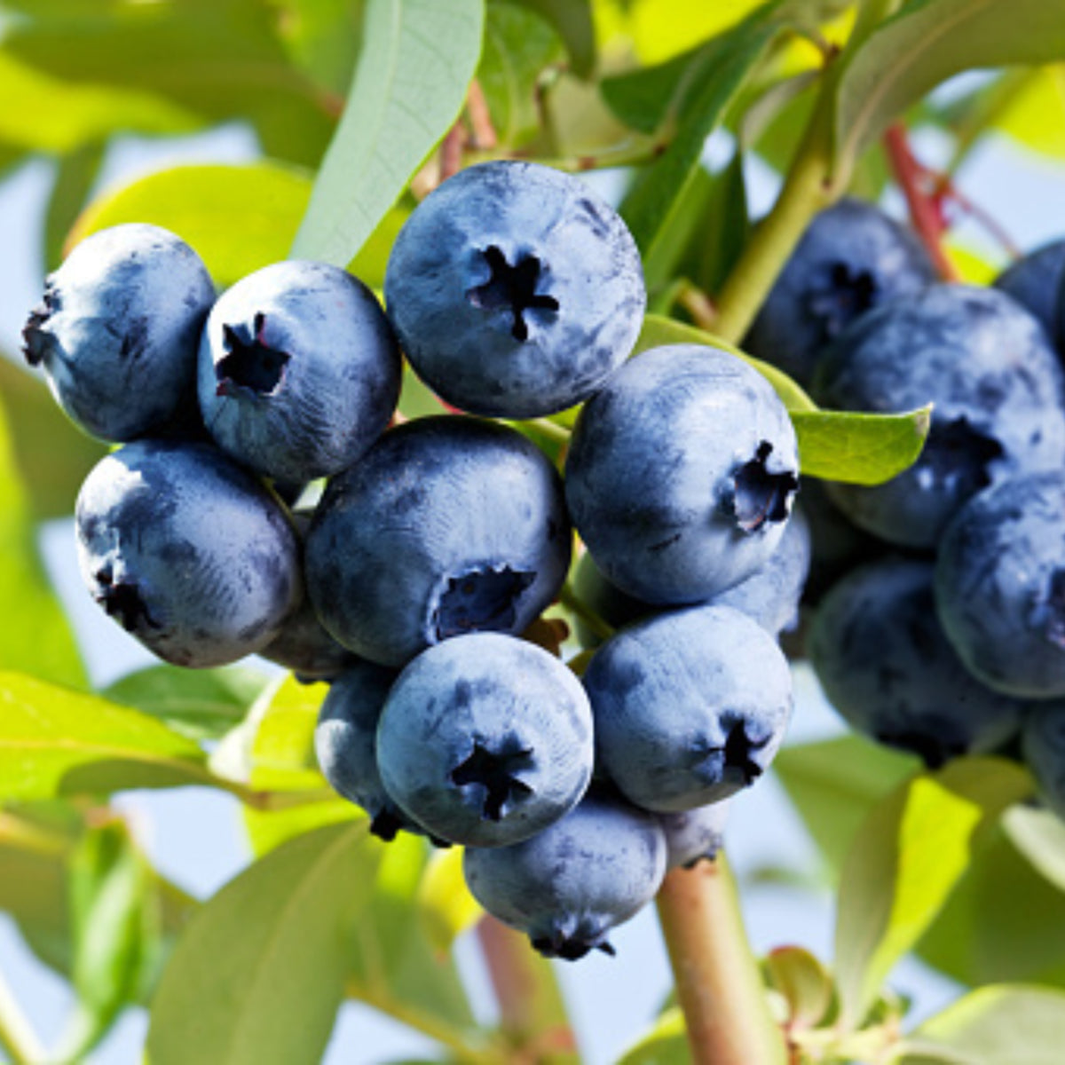 Passend dazu: Beeren