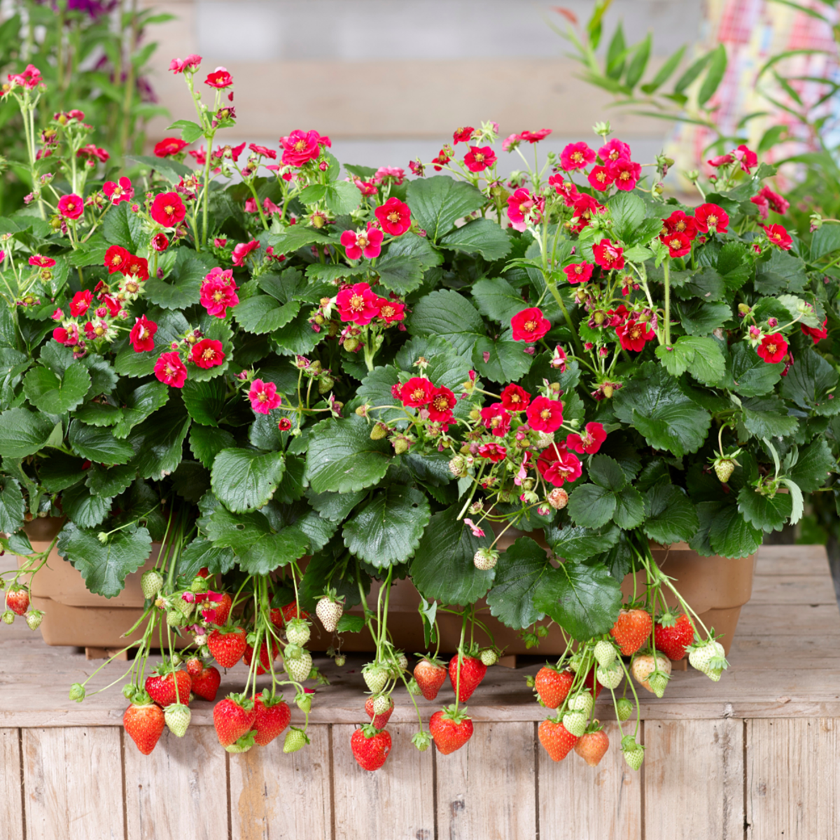 Gemüse & Obst für den Südbalkon