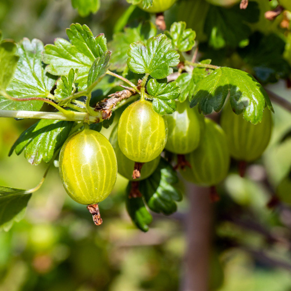 Stachelbeeren