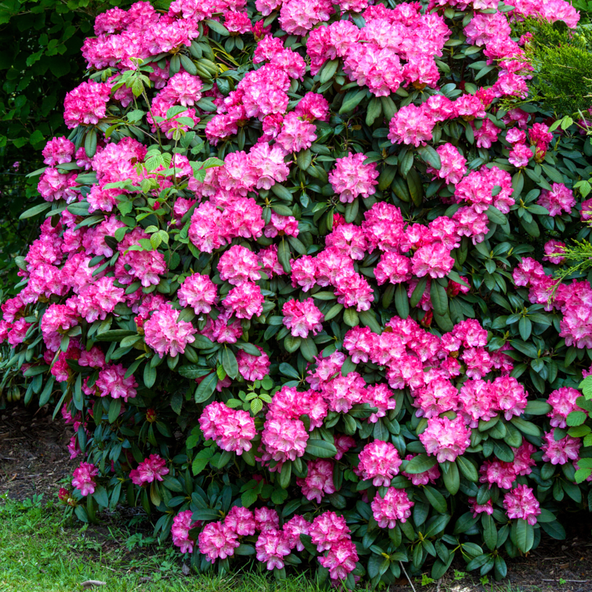 INKARHO®-Rhododendron