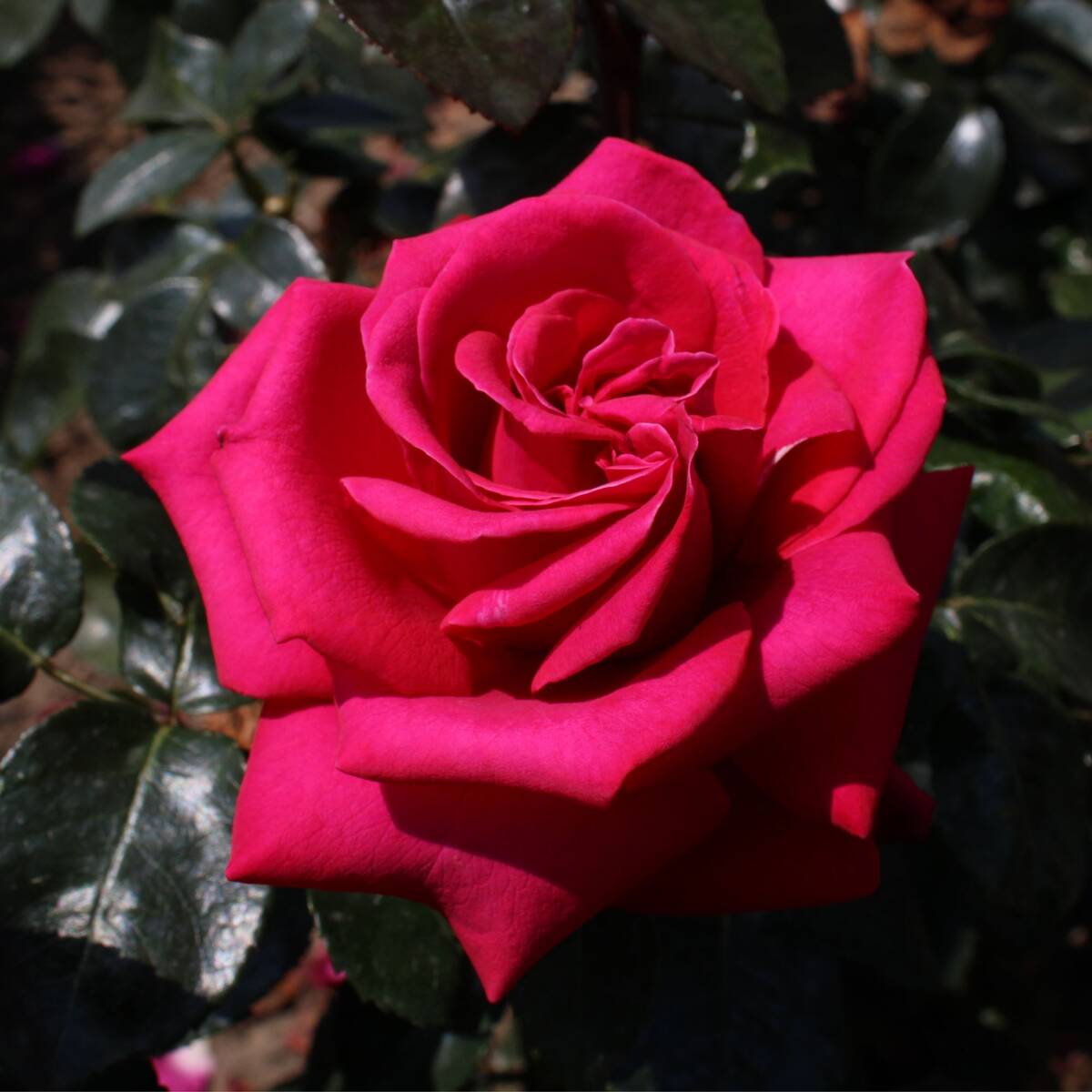 Edelrosen