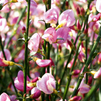 Trockenresistente Pflanzen