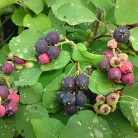 Wildobst
