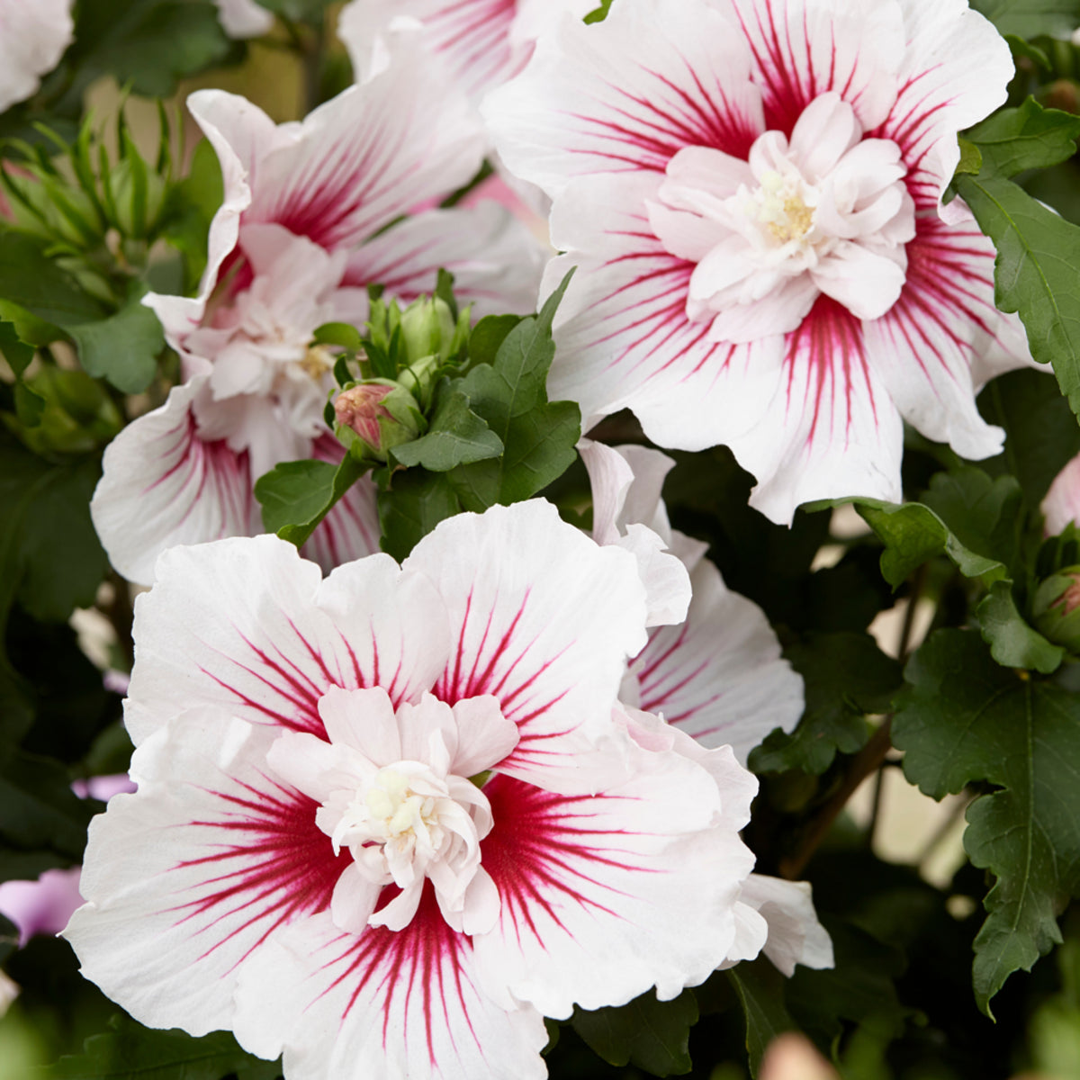 Hibiskus