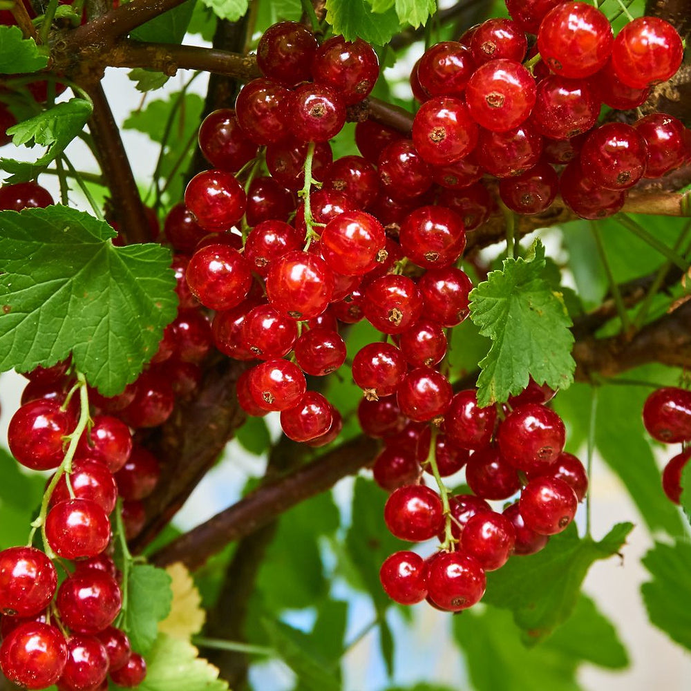 Johannisbeeren