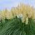Pampasgras 'Citaro®' (Cortaderia selloana 'Citaro®') - Grün - immergrün - winterhart | Bild 2