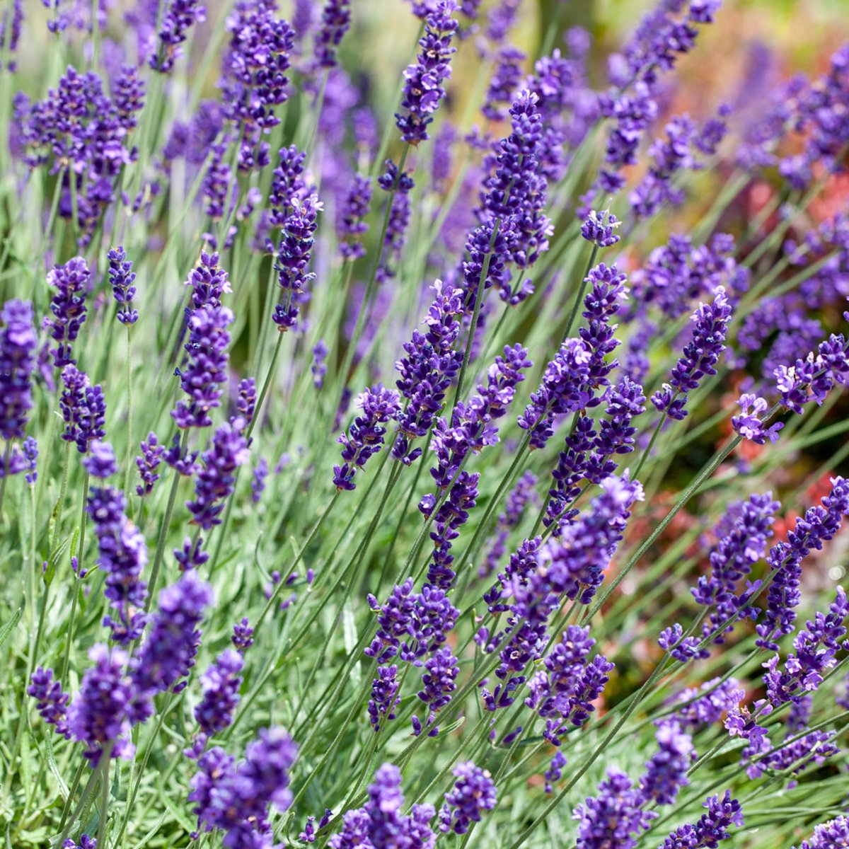 Lavendel