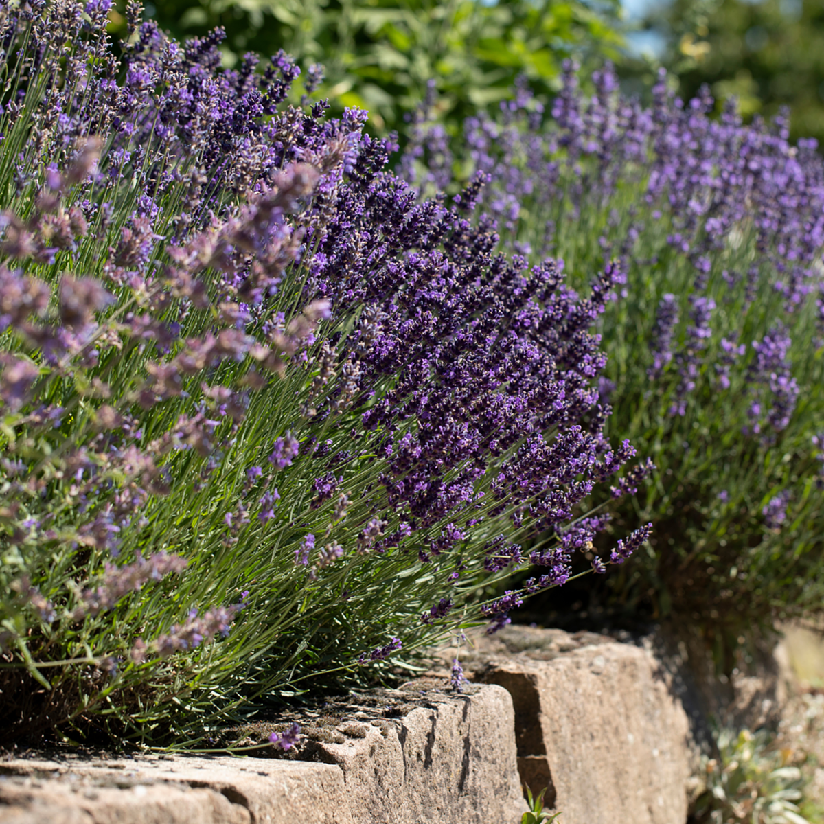 Unsere Topseller im Sommer