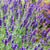 Lavendel