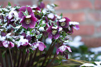 Winterblüher für den Garten