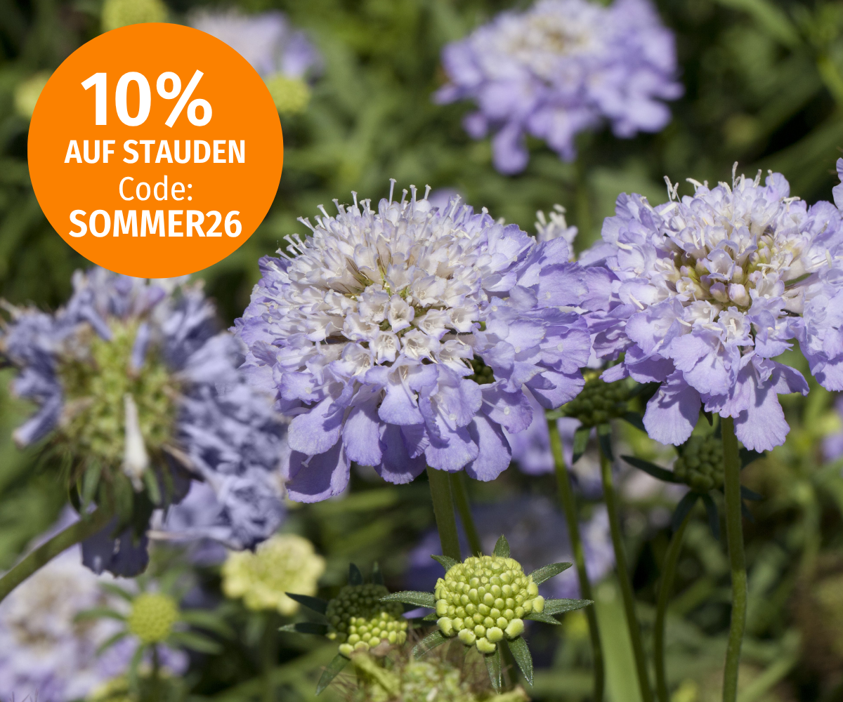 Sommerstauden