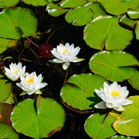 Schwimmpflanzen