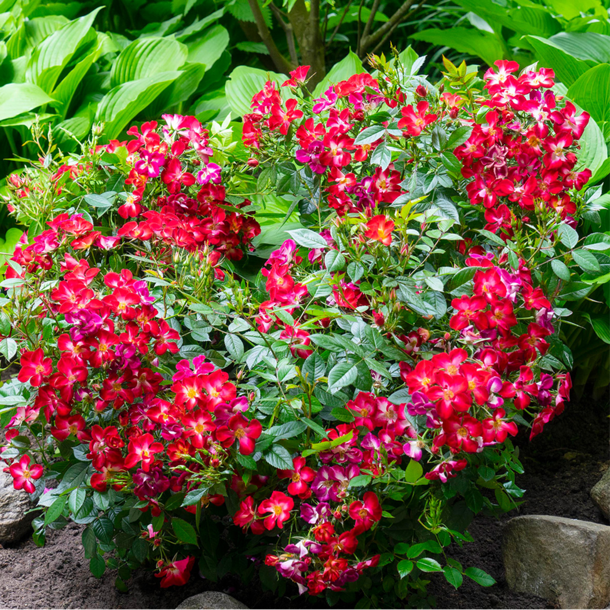 Pflegeleichte Rosen