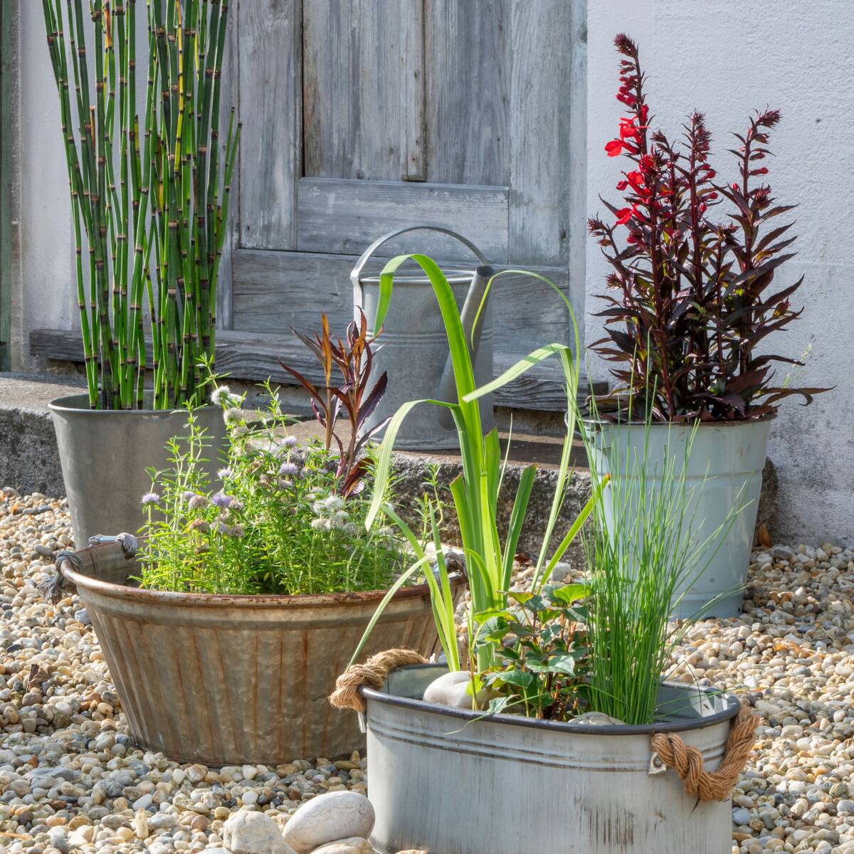 Wasserpflanzen-Sets