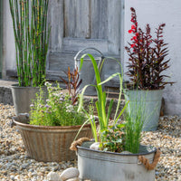 Wasserpflanzen-Sets