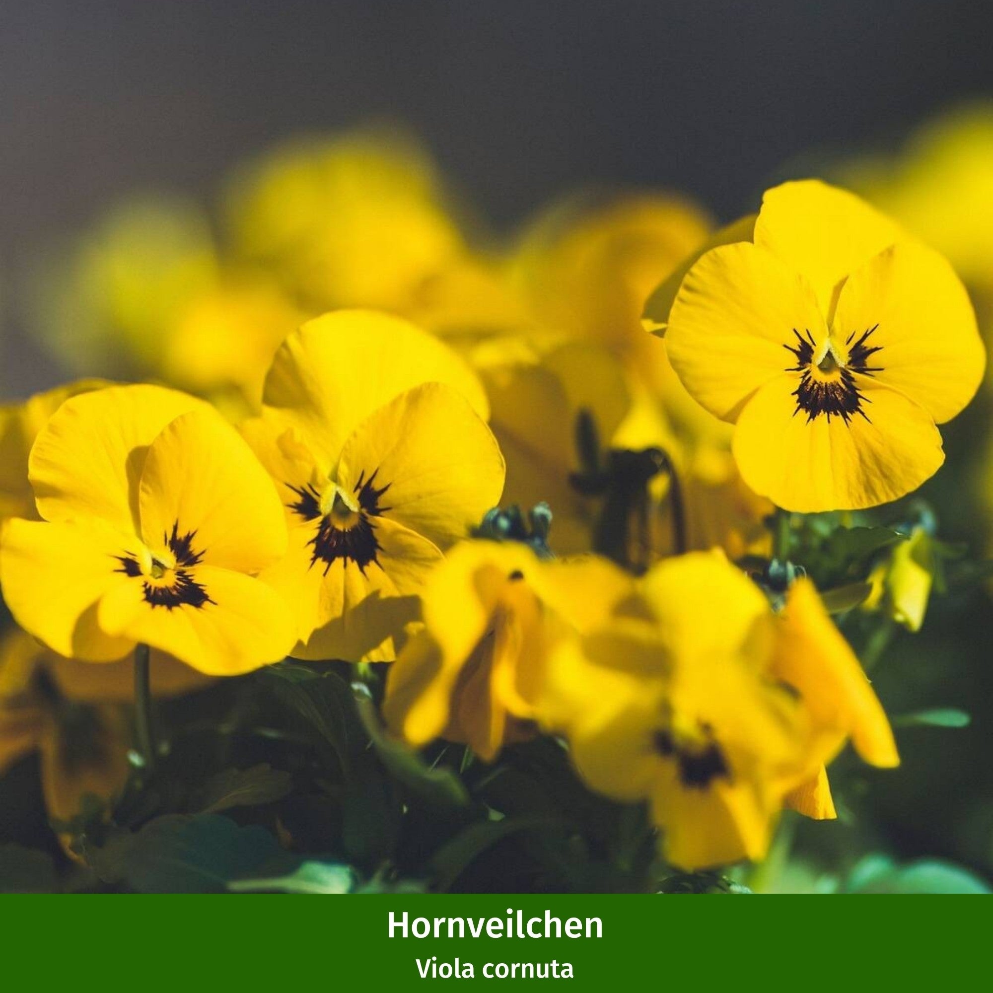 Balkonblumen "Vielfältiges Frühlingsensemble"